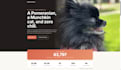 create a professional creator or influencer website in 24 hours