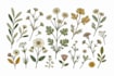 make unique botanical art inspired by nature