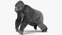 create 3d animal animation, 3d creature modeling, animal model, fur, and rigging