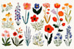 draw custom botanical illustrations