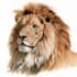 create realistic animal illustration