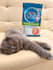 create cat ugc videos