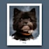 draw awesome pet line art
