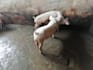 profitable piggery business plan and feasibility study