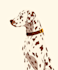 create a pet portrait