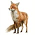 create realistic animal illustration