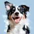 draw custom pet portrait in pop art style