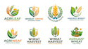 create a agriculture, leaf, and wheat logo design