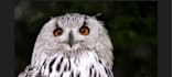 create realistic 3d animal animation, 3d xgen zbrush model, 3d model