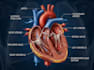 draw medical illustrations and diagrams