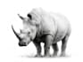 create realistic animal illustration