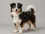 paint stunning pet portrait