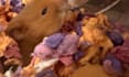 create a pet ugc video