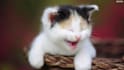 write five original jokes tailored for you