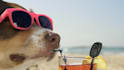 make a funny video commercial with a dog at the beach