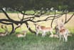 write blog articles on the topic of ANIMALS