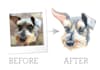 illustrate your pet from a photo in a cartoon style