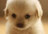 write a dog article