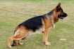 give you professional pet care emergency consultation