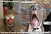 do memes of your pet, on request