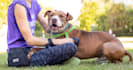 write animal and pet care SEO blog posts and articles