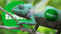 make funny chameleon logo reveal
