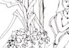 draw sketch or black and white line illustration