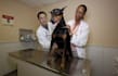 write An Engaging Article on Pets And Animal Care