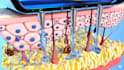 do high quality 3d medical animation