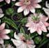 create a seamless pattern for fabric, textile and clothing