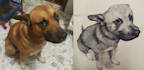 make a hand drawing of your pet