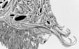 draw detailed vintage illustration with engraving style