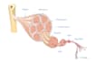 design scientific illustration, scientific figure, graphical abstract