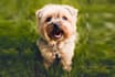 make talking dog and talking cat video message