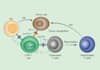 create scientific figures illustrations and diagrams
