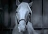 make a funny Mr Ed video message