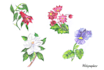 do pencil color sketch or digital sketch for you