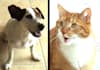make you a 15 second custom talking animal video