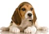 give you 23 fresh Dog PLR Articles