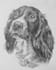 draw a portrait of your pet