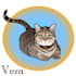 do realistic or any kinds of vector illustration