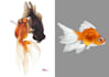 draw realistic animal illustration