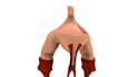 rig or animate your character