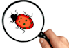do manual testing thoroughly  for any kind of applilcation and provide detailed bug report
