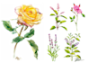 draw plant, botanical illustration