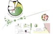 create a holistic medicine or yoga  logo