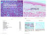 sell a histology atlas like study guide in spanish
