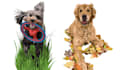 draw your pets photo for poster and custom case