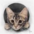 do custom pet portrait, dog portrait, cat portrait drawing