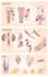 draw a professional anatomical medical drawing
